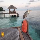 Шикарные каникулы на Мальдивах!